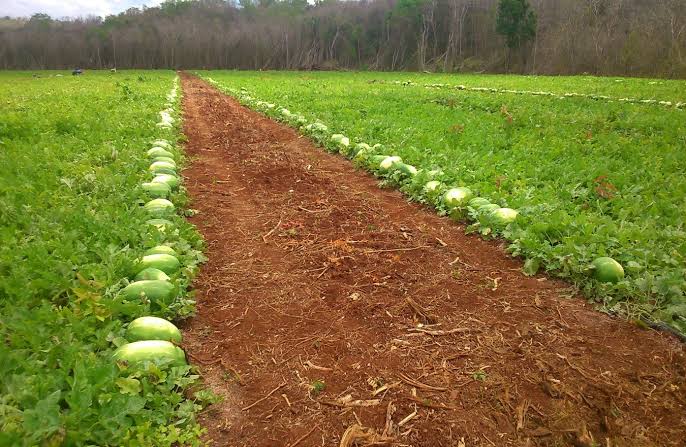Programa de cooperativismo en Quintana Roo: estos son los&nbsp;resultados